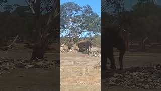 Asian Elephant 🐘 Burma in monarto zoo