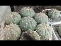 cleaning my variegated gymnocalycium and astrophytum asterias collection