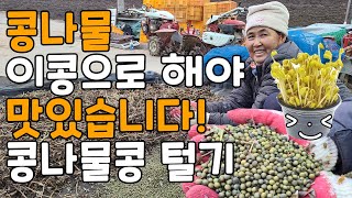 콩나물콩 어떤걸로 해야좋을까요? 콩나물콩 수확 털기 - soybean sprout