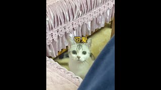 平时怎么判断萌猫桑葚的健康状况？猫咪健康知识小科普！