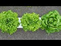 Harvesting Hydroponic Lettuce in Our Home!