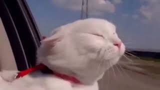 I bet you can't STOP LAUGHING 😹|Funny and cute cat videos| Funniest cat videos #5