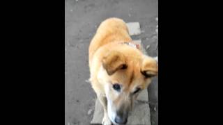 愛犬(15歳)のおやつタイム