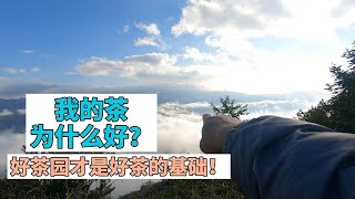 【饼子-专注于中国云南原生态有机古树茶】为什么我的茶好？没有好茶园，哪来的好茶？自信需要有底气的东西才行