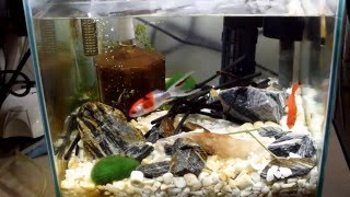 日本庭園風水槽リセット　金魚を避難水槽へ 【金魚水槽】