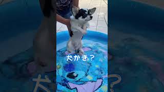 初めてのプール！！　First time pool ！　犬かき