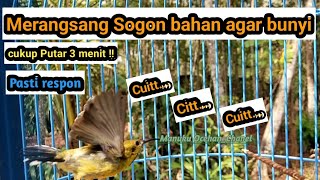 Pancingan SOGON | bikin SOGON bahan ikut bunyi || Buktikan saja!! #sogon @MANUKU.OCEHAN_chanel