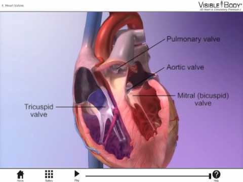 What is the function of valves in circulatory system?