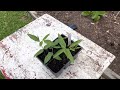 how to grow pigeon peas from seed starting to planting in ground