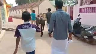 Kurunthampattu kaalikovil Kaalai veppangulam jallikkattu