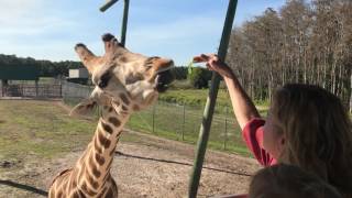 美國動物園長頸鹿餵食