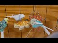 7 hours of budgie sounds to encourage your parrot to eat and sing