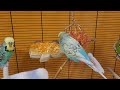 7 hours of budgie sounds to encourage your parrot to eat and sing