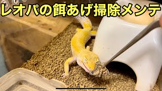 レオパの餌あげ掃除メンテ【爬虫類】