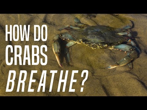How long can Crabs stay out of water?