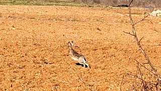 Caccia alla lepre SCOVO A PELO CON SEGUA #caccia #hunting