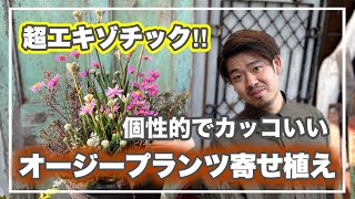 カンガルーポーを使って、個性的でカッコいいオージー寄せ植え！【寄せ植え道場】