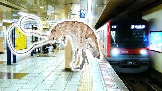 地下鉄にひそむ珍しいエビを捕獲