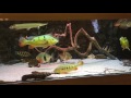 400 gallon monster fish tank by calvin chan 2017