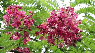 Pink shower (Cassia agnes Brenan)