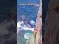 ORCA WHALE CHASING DOLPHIN VISIBLE WHILE CLIMBING#short