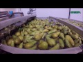 GREEFA Pere / Birnen / Pears Van Haften NL