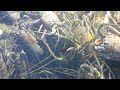 【鳥羽水族館】伊勢エビ　過密