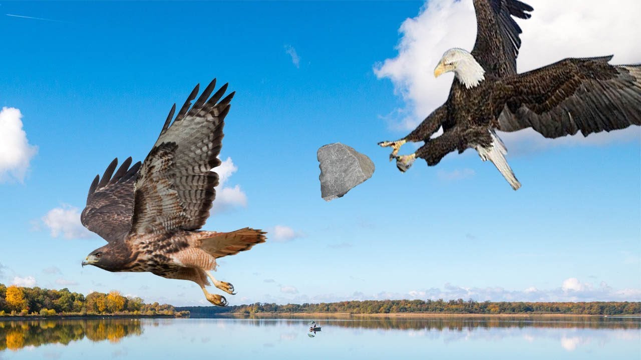 Most Spectacular Eagle Vs Hawk Compilation | Hawk Protects His Family ...