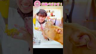 犬用ベビタピオープン！ロッキーたちの反応は？ #shorts