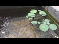 how to do my own diy fish pond 如何自做自己的鱼池 【diy点滴 diy vlog 1】