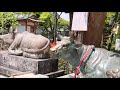 京都・長岡京【長岡天満宮🌺きりしまツツジと🐵お猿のウメちゃん】nagaokatenmangu🌺azalea~kyoto japan