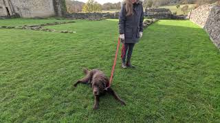 Helmsley Castle And Walled Garden November 2024