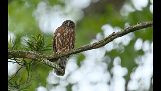 アオバズク採餌に忙しい