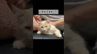 ヘッドマッサージしてもらう猫さん💆‍♀️　#shorts