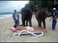 elephant massage phuket thailand