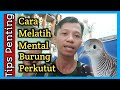 Cara Melatih Mental Perkutut lokal