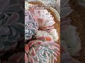 群生株で寄せ植え✨　 多肉 多肉植物 succulents 寄せ植え エケベリア shorts