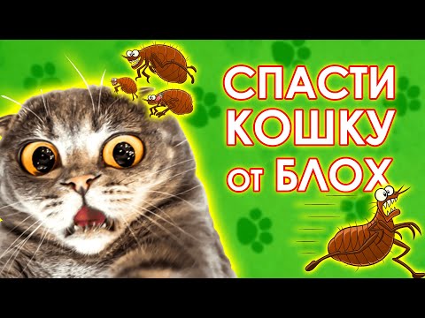 Как вывести блох у кошки. Советы ветеринара.