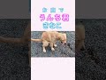 お庭で　うんち君　きなこ　 shorts ゴールデンレトリバー 子犬 ペット 犬 ゴールデン