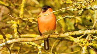 Some Spring Mindfulness at Summer Leys