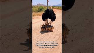 Ostrich Dad guards his many Chicks!