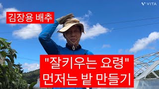 김장용 배추는 왕도는 없어도 최소한 이정도는 해야 폭망하지 않아요