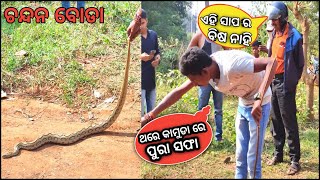 🐍 Russell's viper || ଚନ୍ଦନ ବୋଡା || Highly Venomous Snake Rescue || From Sukinda .