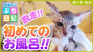 【子猫保護】はじめてのシャンプーで脱走する子猫【おへそ・もひ⑤】