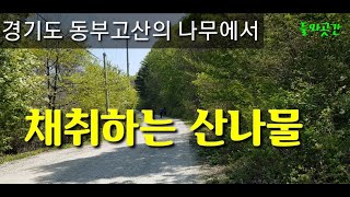 산야초탐사8-1경기도 동부지역고산 나무에서 채취하는 산나물