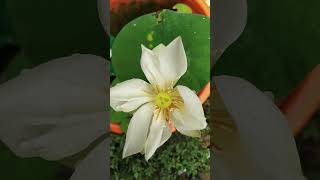 Bloomed White Lotus | Passion of Gardening | Flower Videography 🎥 Garden Time🔔 #Videography #moment