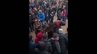 Нұрсұлтан Палуан Ғани қажы аты Миллион торы🏇