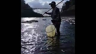 ガバチャ　紀ノ川で二匹目の尺鮎を狙う！