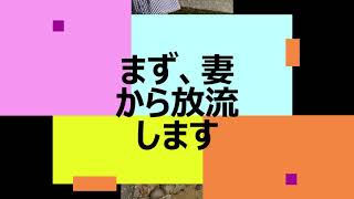 滝谷不動尊の身代わりどじょう