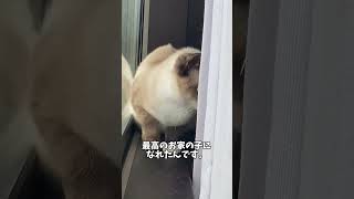 最期は幸せに過ごすことが出来たね！　#保護猫#猫好きさんと繋がりたい #シャム猫#ねこのいる生活